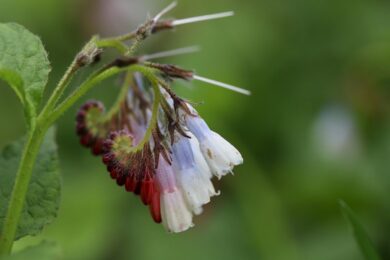 Consolida maggiore: la pianta officinale che rigenera il terreno e lenisce il corpo
