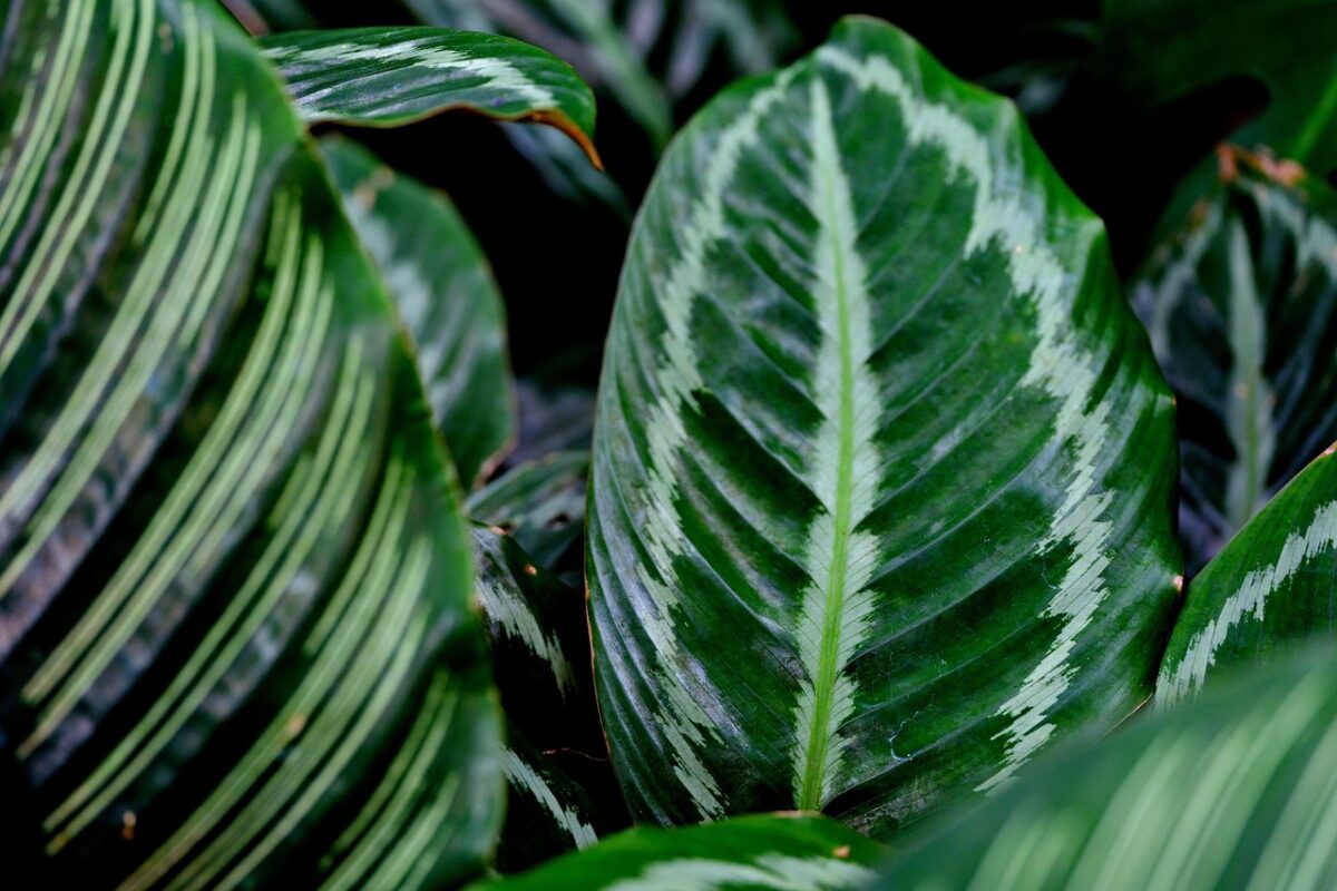 Calatea ornata: la pianta tropicale dalle foglie striate che arreda con eleganza Calatea ornata: la pianta tropicale dalle foglie striate che arreda con eleganza