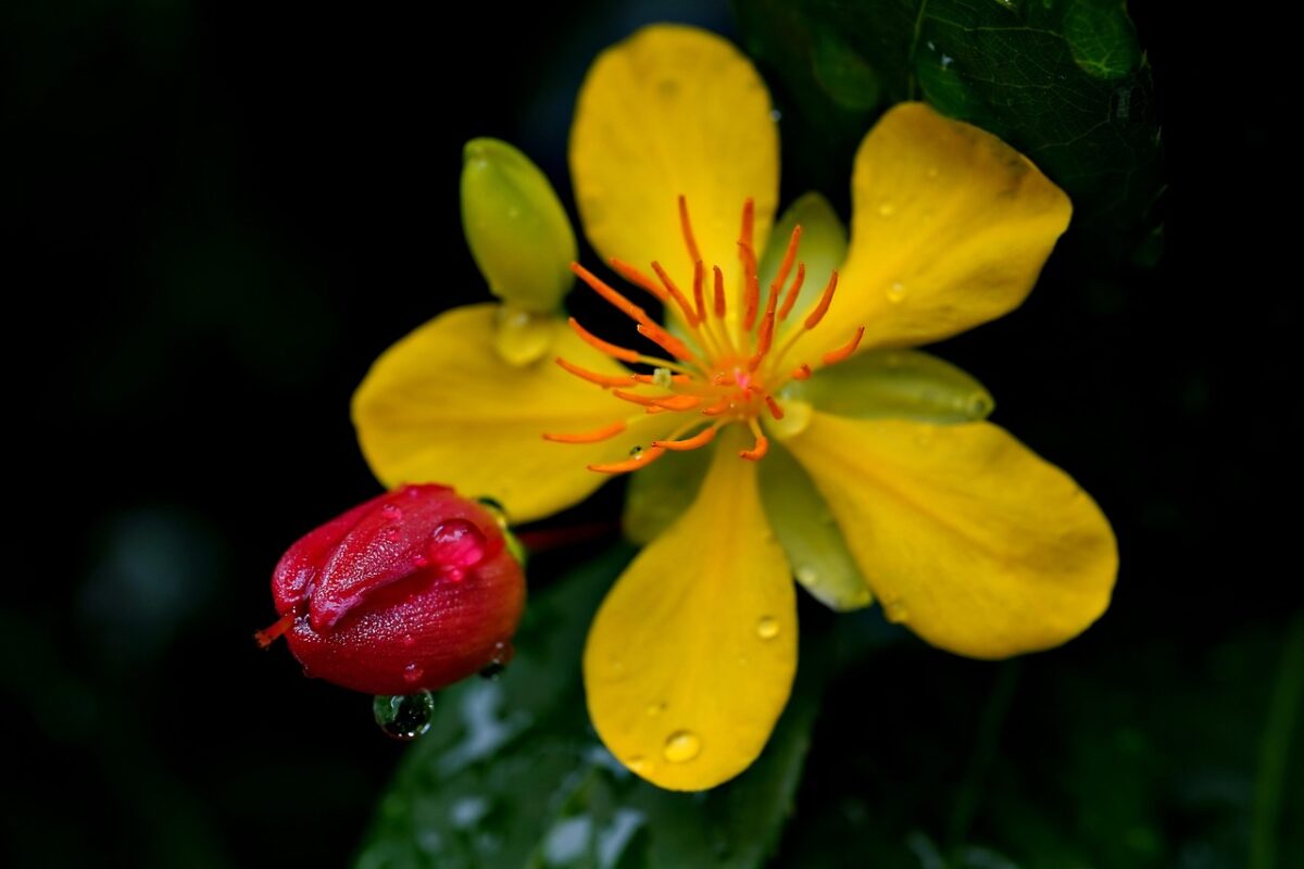 Erba di San Giovanni arbustiva: una pianta rustica e decorativa Erba di San Giovanni arbustiva: una pianta rustica e decorativa