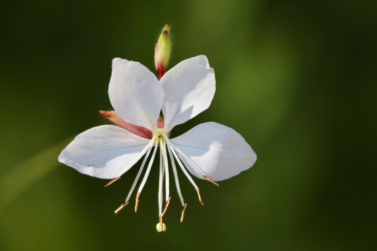 Enagra di Lindheimer: la pianta che colora il giardino tutto l’anno Enagra di Lindheimer: la pianta che colora il giardino tutto l’anno