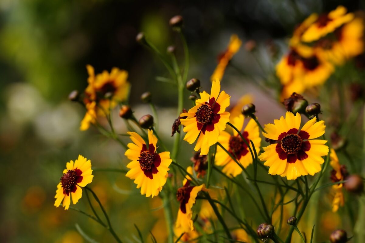 Coreopsis gialla: il fiore solare che rallegra ogni giardino Coreopsis gialla: il fiore solare che rallegra ogni giardino