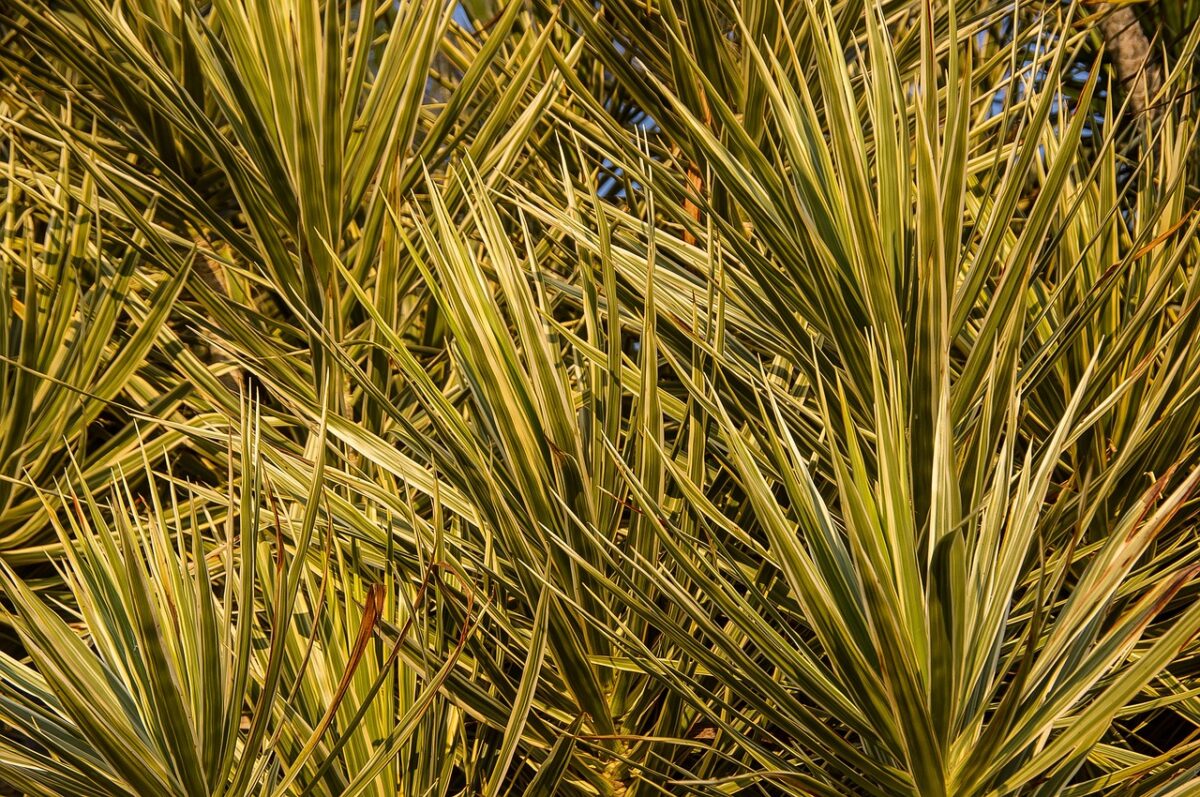 Dracena marginata: la pianta d’appartamento elegante e facile da coltivare Dracena marginata: la pianta d’appartamento elegante e facile da coltivare