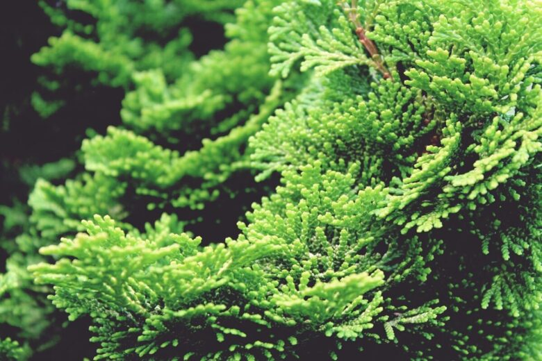 Cipresso di Lawson: eleganza sempreverde per giardini e siepi