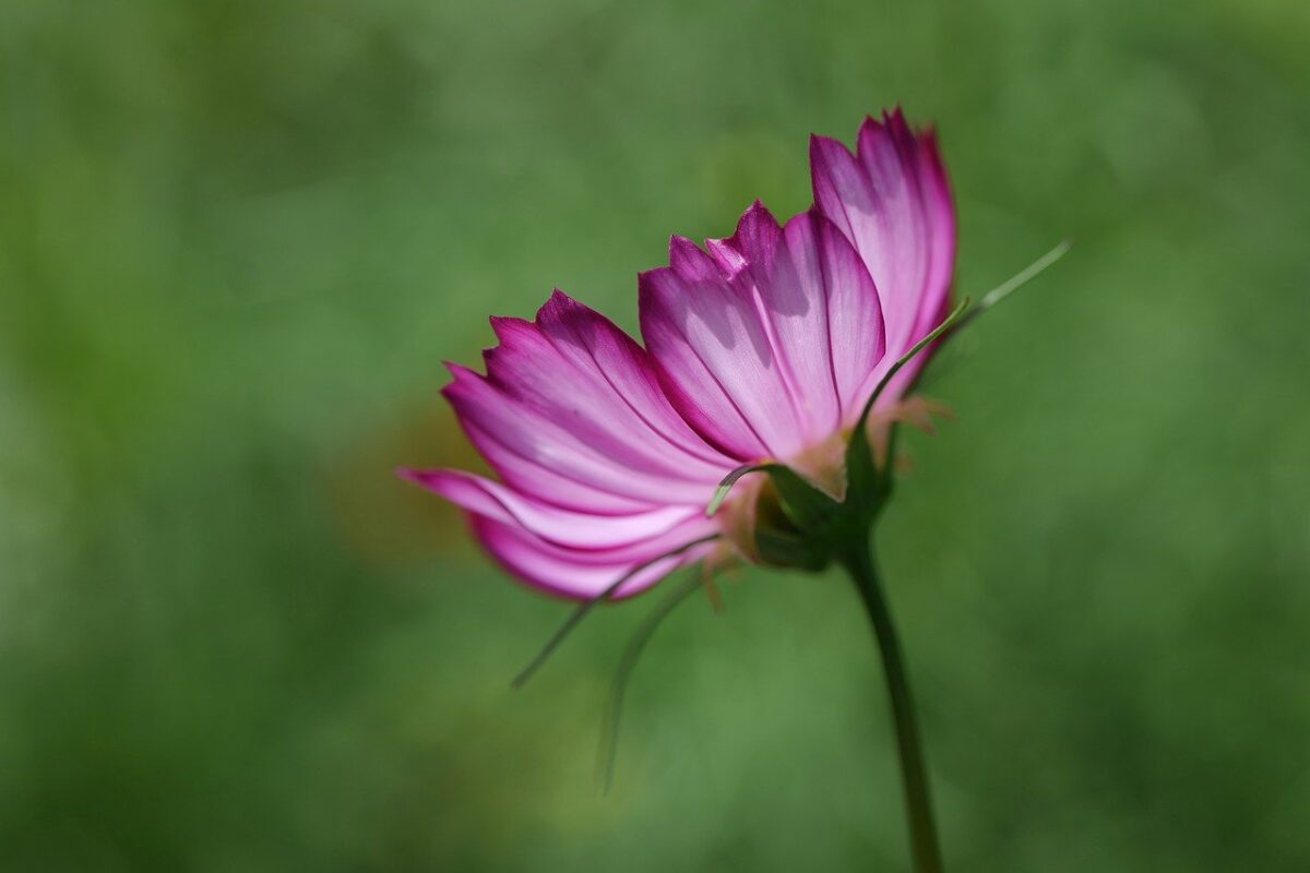 Cosmea sulfurea: la pianta solare che colora il giardino tutto l’estate Cosmea sulfurea: la pianta solare che colora il giardino tutto l’estate