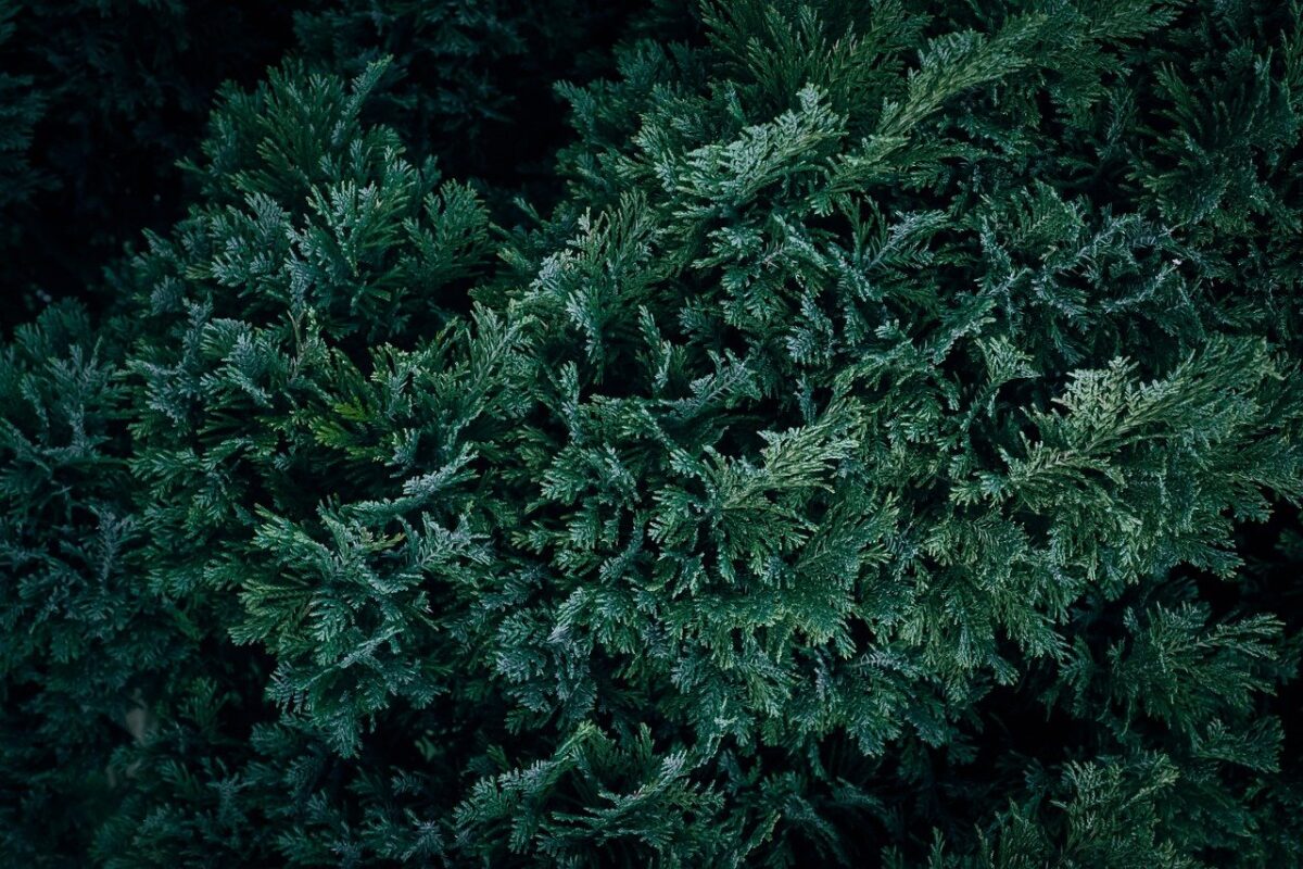 Cipresso di Lawson: il sempreverde che arricchisce ogni giardino Cipresso di Lawson: il sempreverde che arricchisce ogni giardino