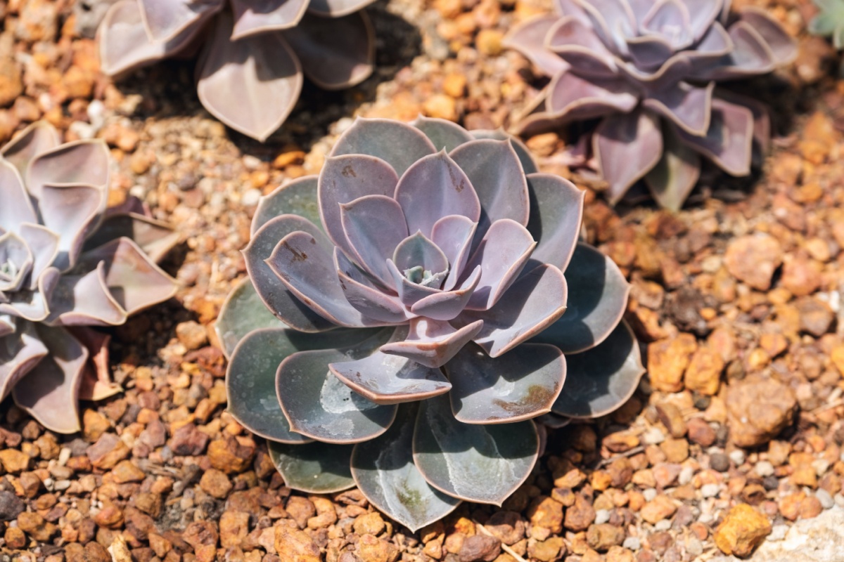 Echeveria ‘Perle von Nürnberg’: la succulenta dalle sfumature perlate Echeveria ‘Perle von Nürnberg’: la succulenta dalle sfumature perlate