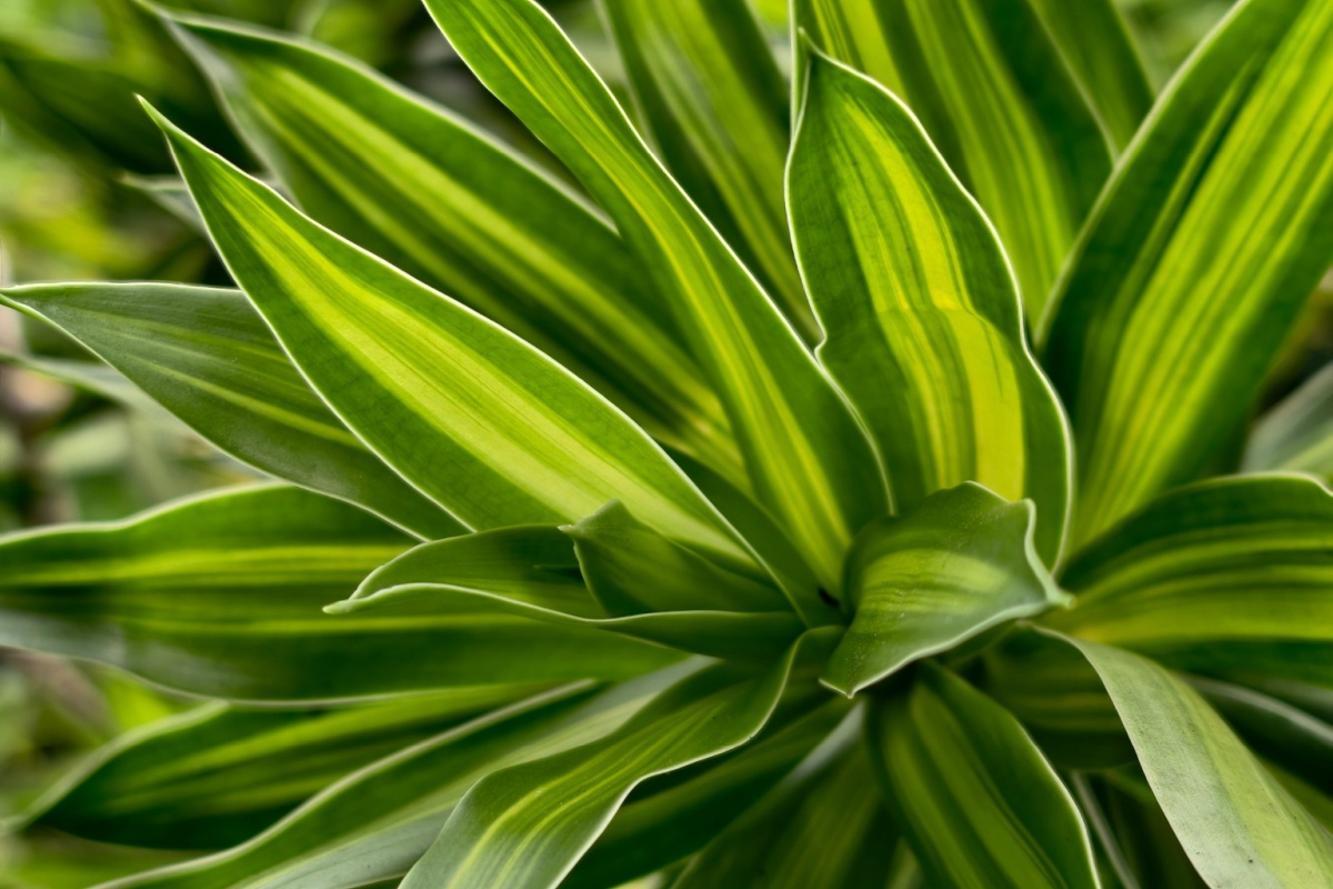 Tronchetto della felicità: la pianta che porta benessere in casa Tronchetto della felicità: la pianta che porta benessere in casa