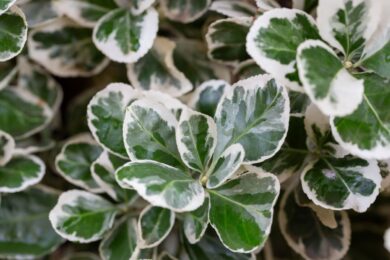 Evonimo di Fortune: la pianta sempreverde ideale per il giardino