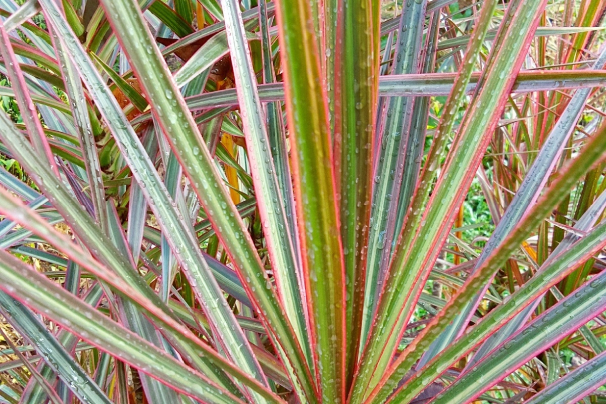 Dracena marginata: la pianta d’appartamento elegante e facile da coltivare Dracena marginata: la pianta d’appartamento elegante e facile da coltivare