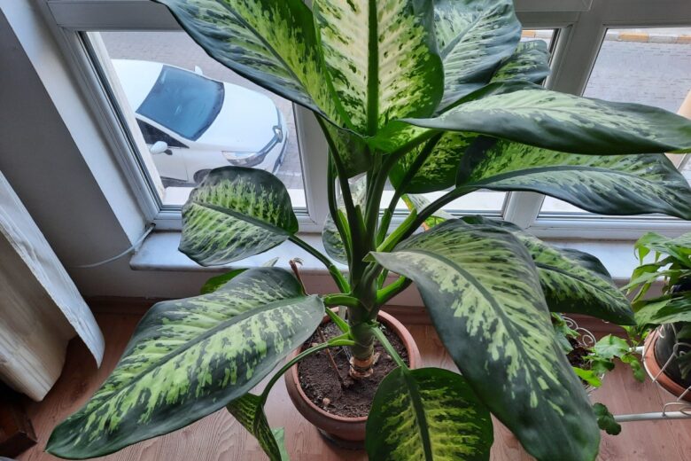Dieffenbachia: la pianta tropicale che arreda e purifica l’aria