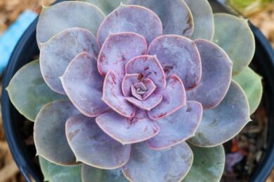 Echeveria ‘Perle von Nürnberg’: la succulenta dalle sfumature perlate