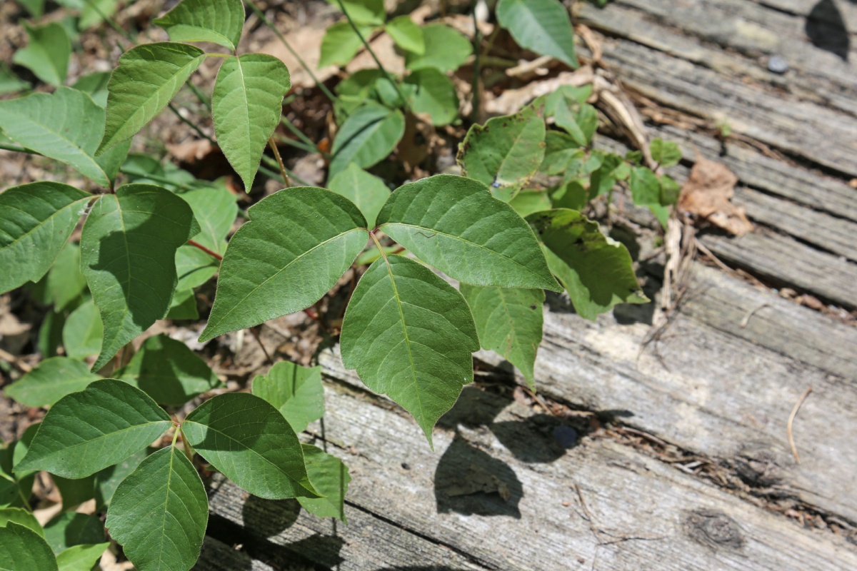 Edera velenosa: ecco come riconoscerla per evitare rischi Edera velenosa: ecco come riconoscerla per evitare rischi