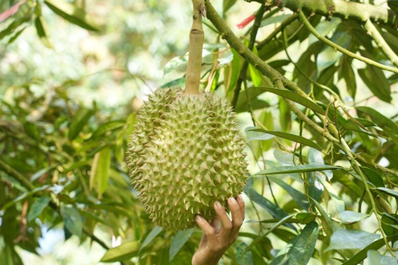 Durian: tutto sul frutto tropicale più famoso al mondo