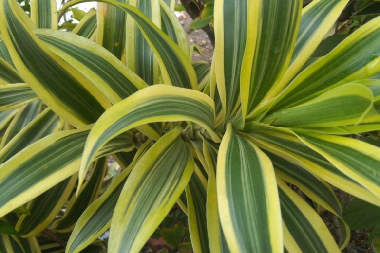 Tronchetto della felicità: la pianta che porta benessere in casa