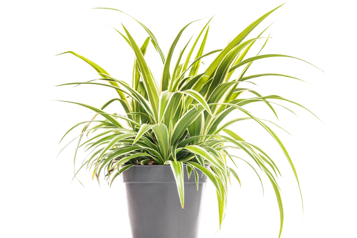 Falangio: la pianta che purifica l’aria e decora ogni casa Falangio: la pianta che purifica l’aria e decora ogni casa