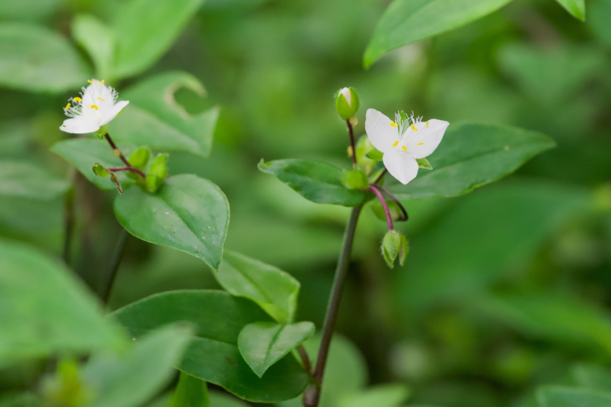 Erba Miseria sudamericana: la pianta che cresce ovunque Erba Miseria sudamericana: la pianta che cresce ovunque