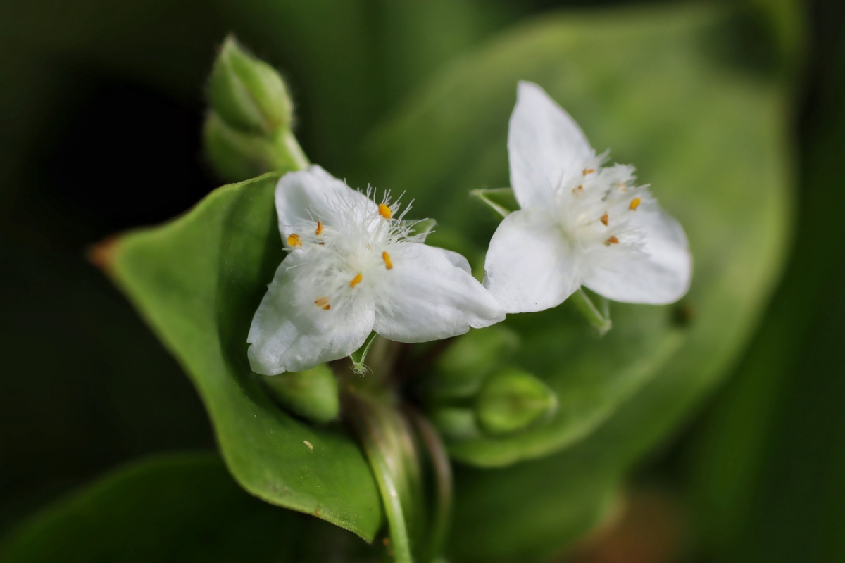 Erba Miseria sudamericana: la pianta che cresce ovunque Erba Miseria sudamericana: la pianta che cresce ovunque