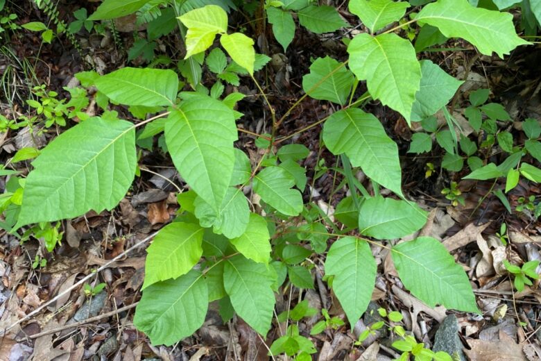 Edera velenosa: ecco come riconoscerla per evitare rischi