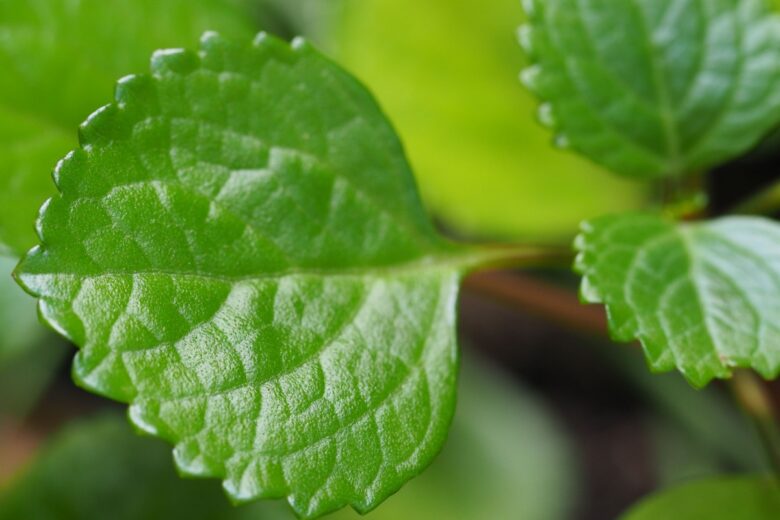 Edera svedese: la pianta sempreverde facile da coltivare