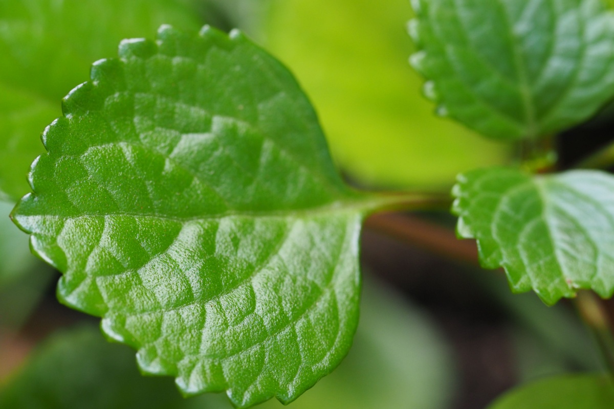 Edera svedese: la pianta sempreverde facile da coltivare Edera svedese: la pianta sempreverde facile da coltivare