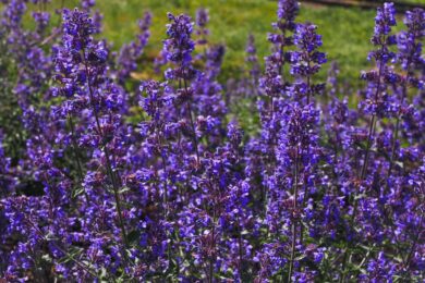 Erba gattaia: come coltivarla e far felici i tuoi gatti