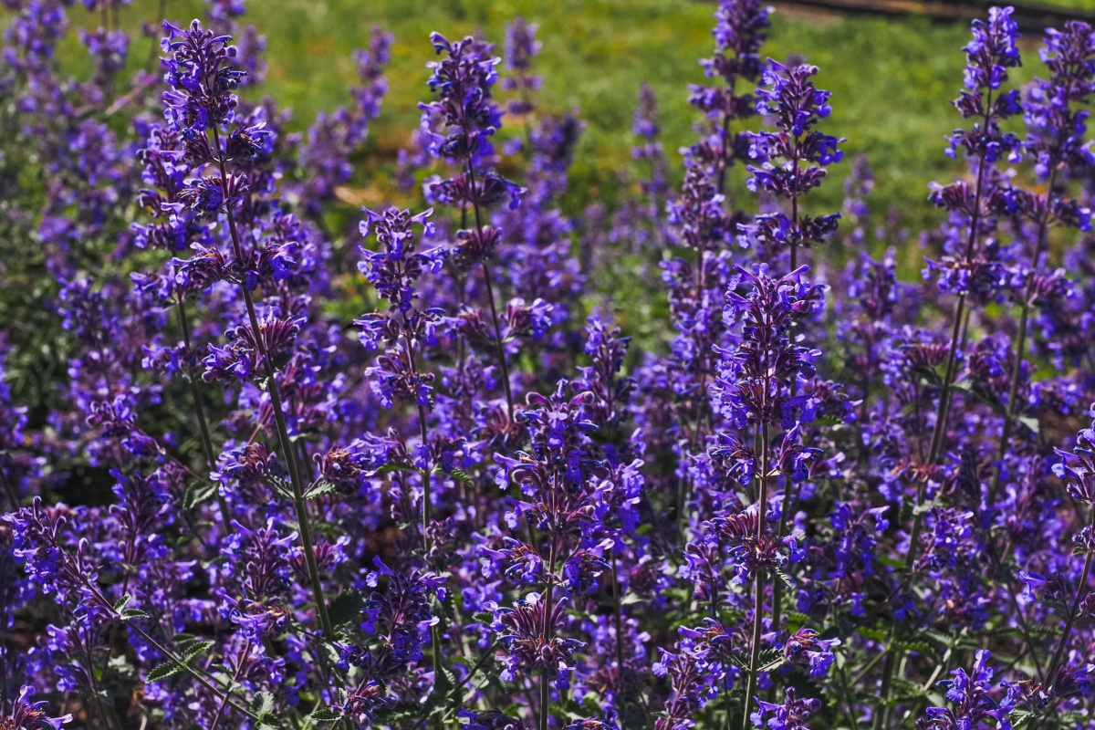 Erba gattaia: come coltivarla e far felici i tuoi gatti Erba gattaia: come coltivarla e far felici i tuoi gatti