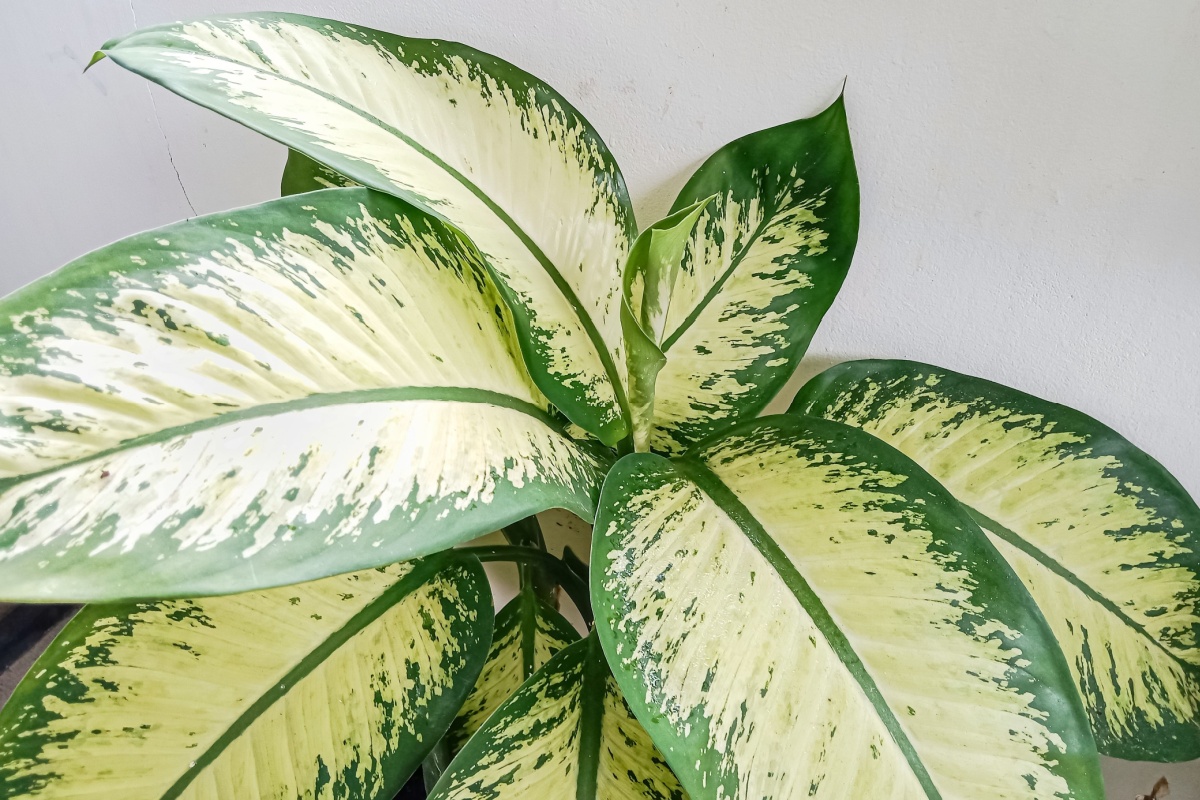Dieffenbachia: la pianta tropicale che arreda e purifica l’aria Dieffenbachia: la pianta tropicale che arreda e purifica l’aria