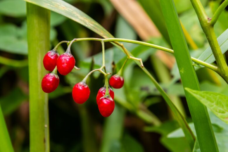 Dulcamara: la fantastica pianta dai fiori viola e le bacche rosse