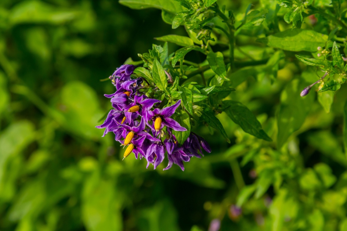 Dulcamara: la fantastica pianta dai fiori viola e le bacche rosse Dulcamara: la fantastica pianta dai fiori viola e le bacche rosse