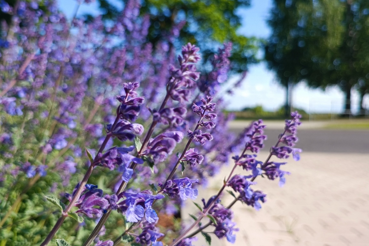 Erba gattaia: come coltivarla e far felici i tuoi gatti Erba gattaia: come coltivarla e far felici i tuoi gatti