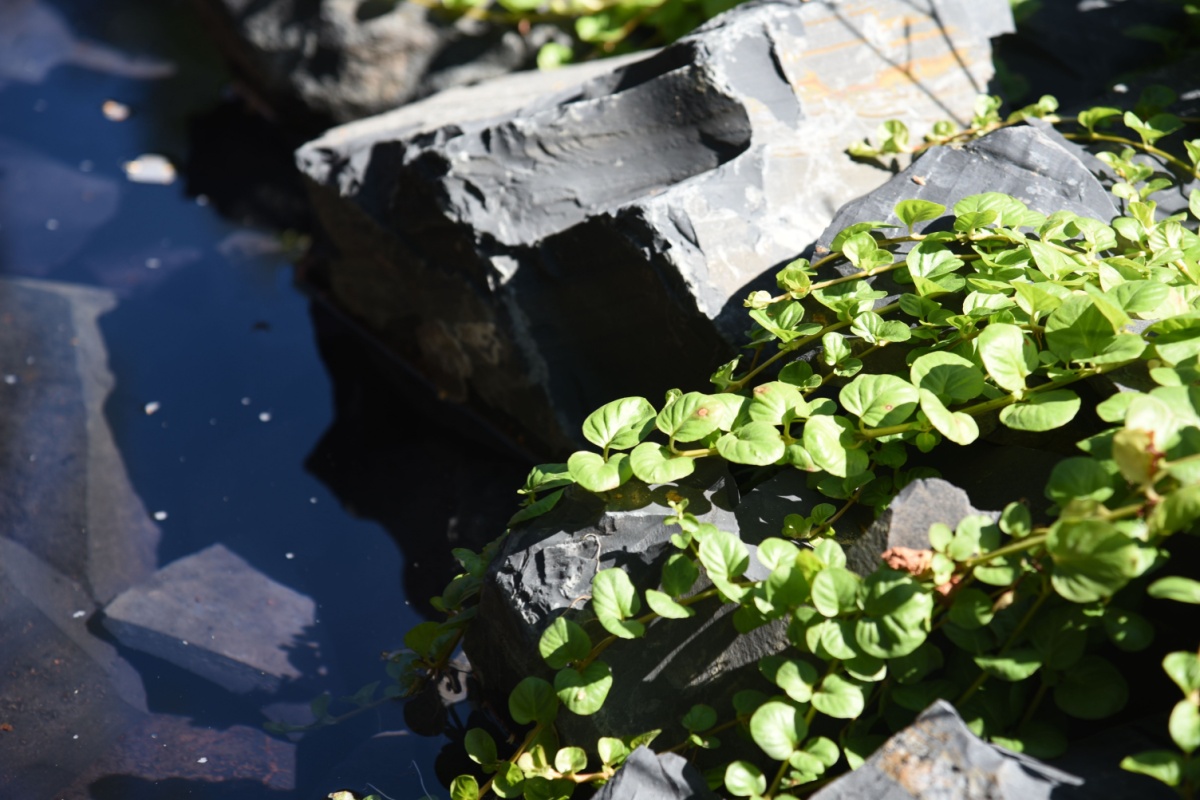 Erba soldina: la pianta tappezzante che colora il tuo giardino Erba soldina: la pianta tappezzante che colora il tuo giardino