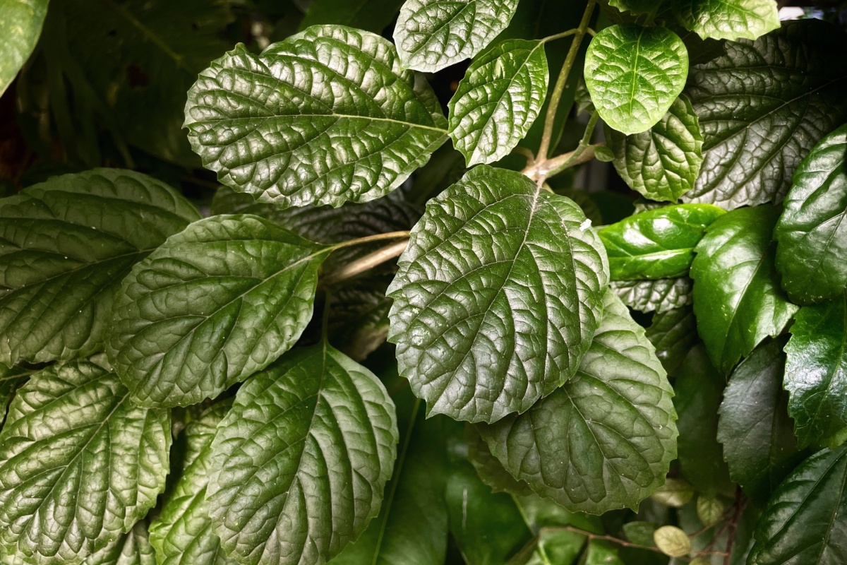 Edera svedese: la pianta sempreverde facile da coltivare Edera svedese: la pianta sempreverde facile da coltivare