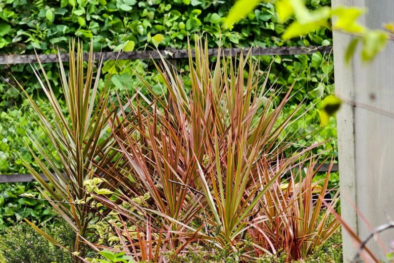 Dracena marginata: la pianta d’appartamento elegante e facile da coltivare