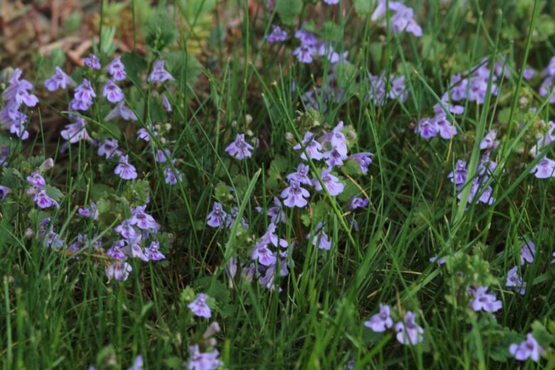 Edera terrestre: coltivazione e cura per giardini e balconi