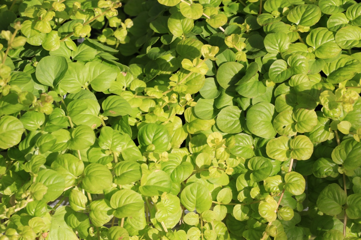 Erba soldina: la pianta tappezzante che colora il tuo giardino Erba soldina: la pianta tappezzante che colora il tuo giardino