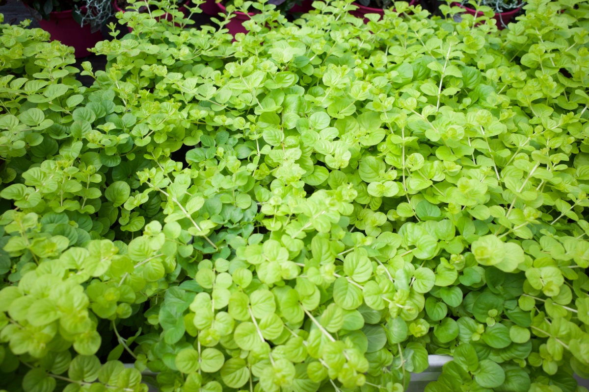 Erba soldina: la pianta tappezzante che colora il tuo giardino Erba soldina: la pianta tappezzante che colora il tuo giardino