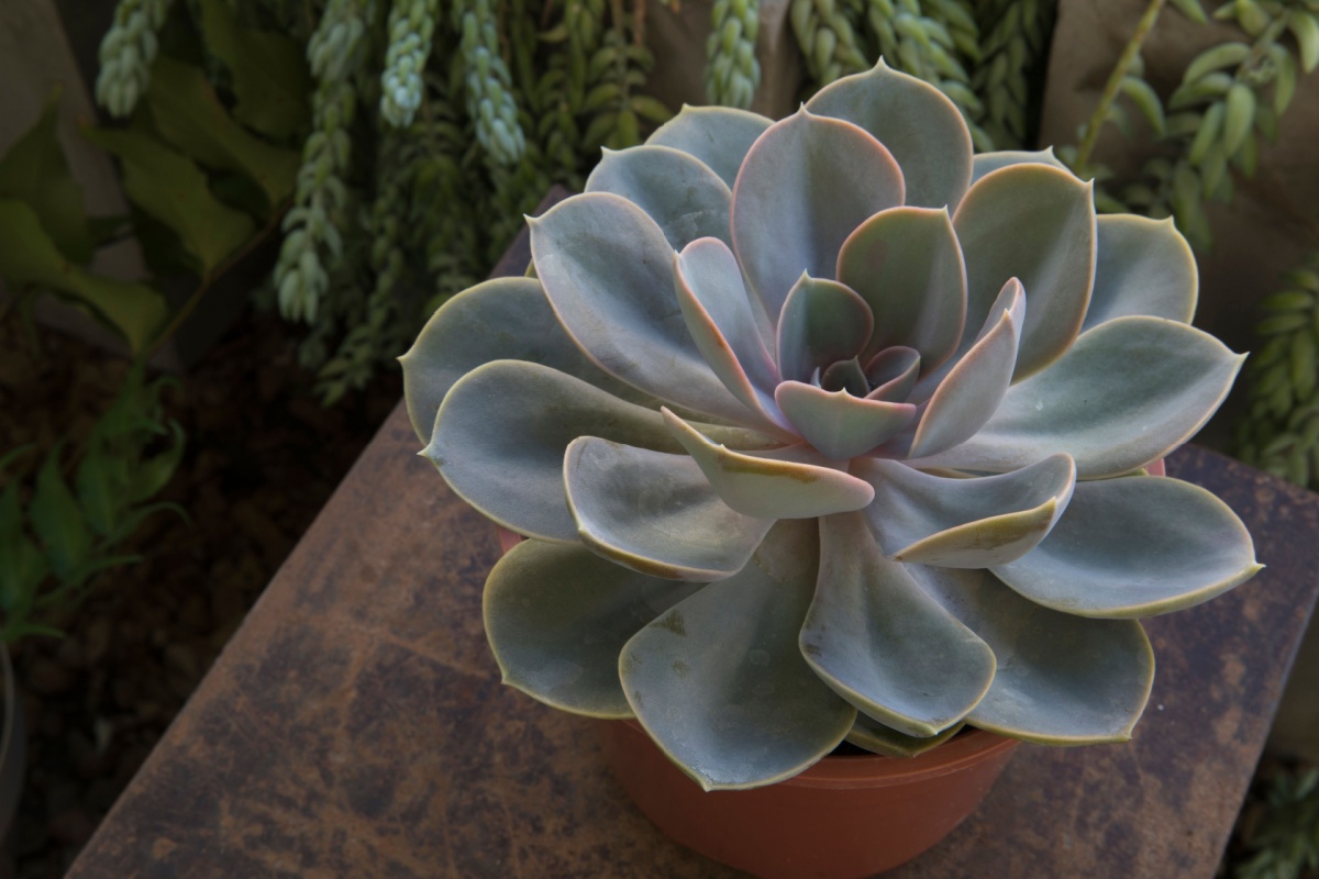 Echeveria ‘Perle von Nürnberg’: la succulenta dalle sfumature perlate Echeveria ‘Perle von Nürnberg’: la succulenta dalle sfumature perlate