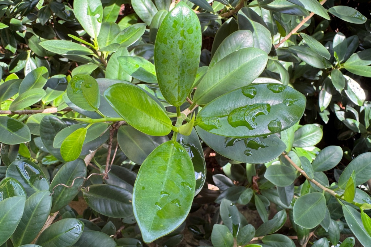 Ficus microcarpa: la pianta che arreda e purifica l’ambiente