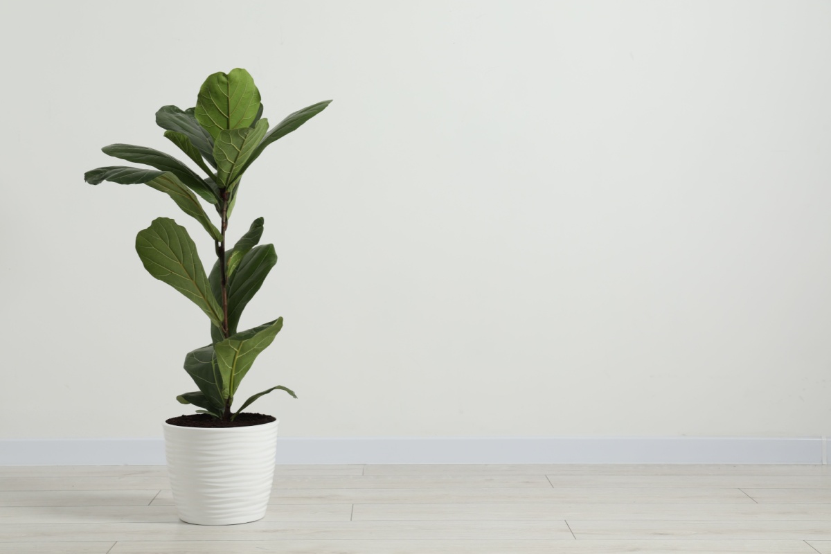 Ficus lyrata: la pianta d’appartamento che arreda con eleganza Ficus lyrata: la pianta d’appartamento che arreda con eleganza