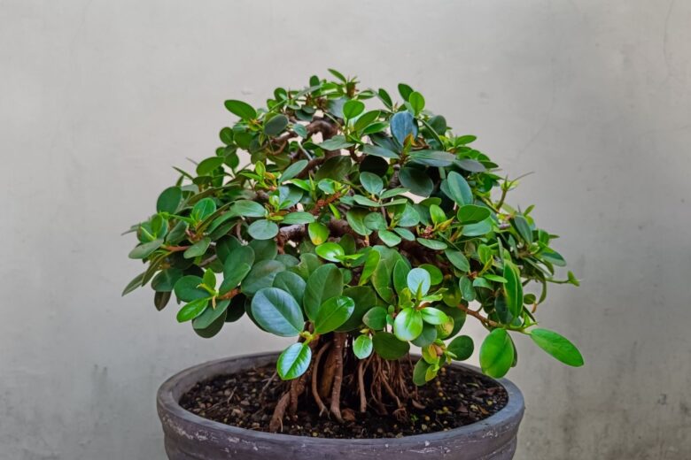 Ficus microcarpa: la pianta che arreda e purifica l’ambiente