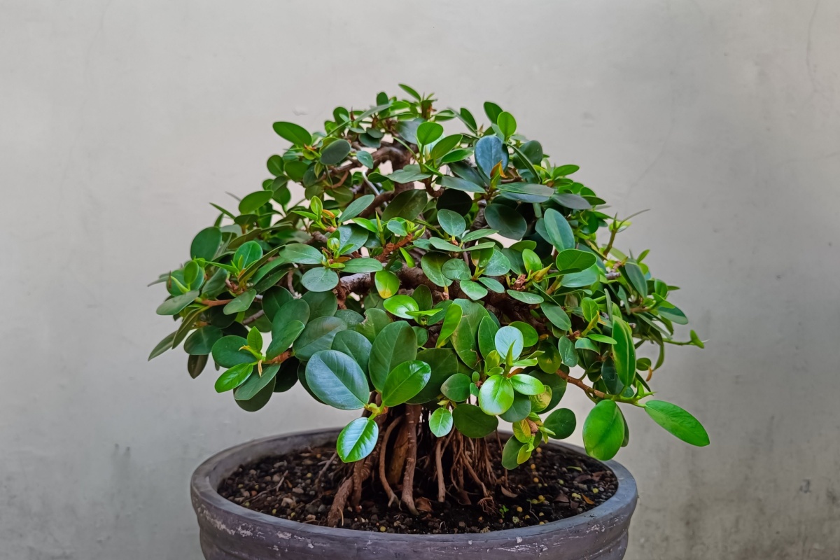 Ficus microcarpa: la pianta che arreda e purifica l’ambiente