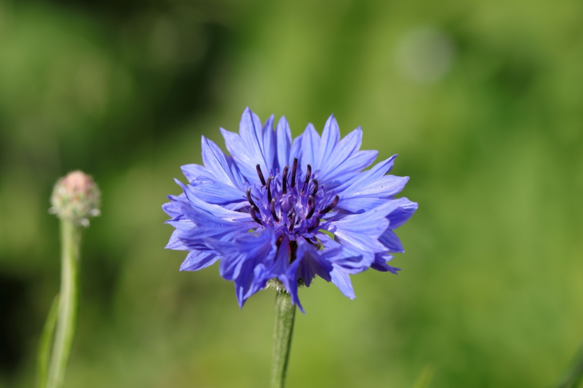 Fiordaliso: un fiore rustico dal fascino senza tempo