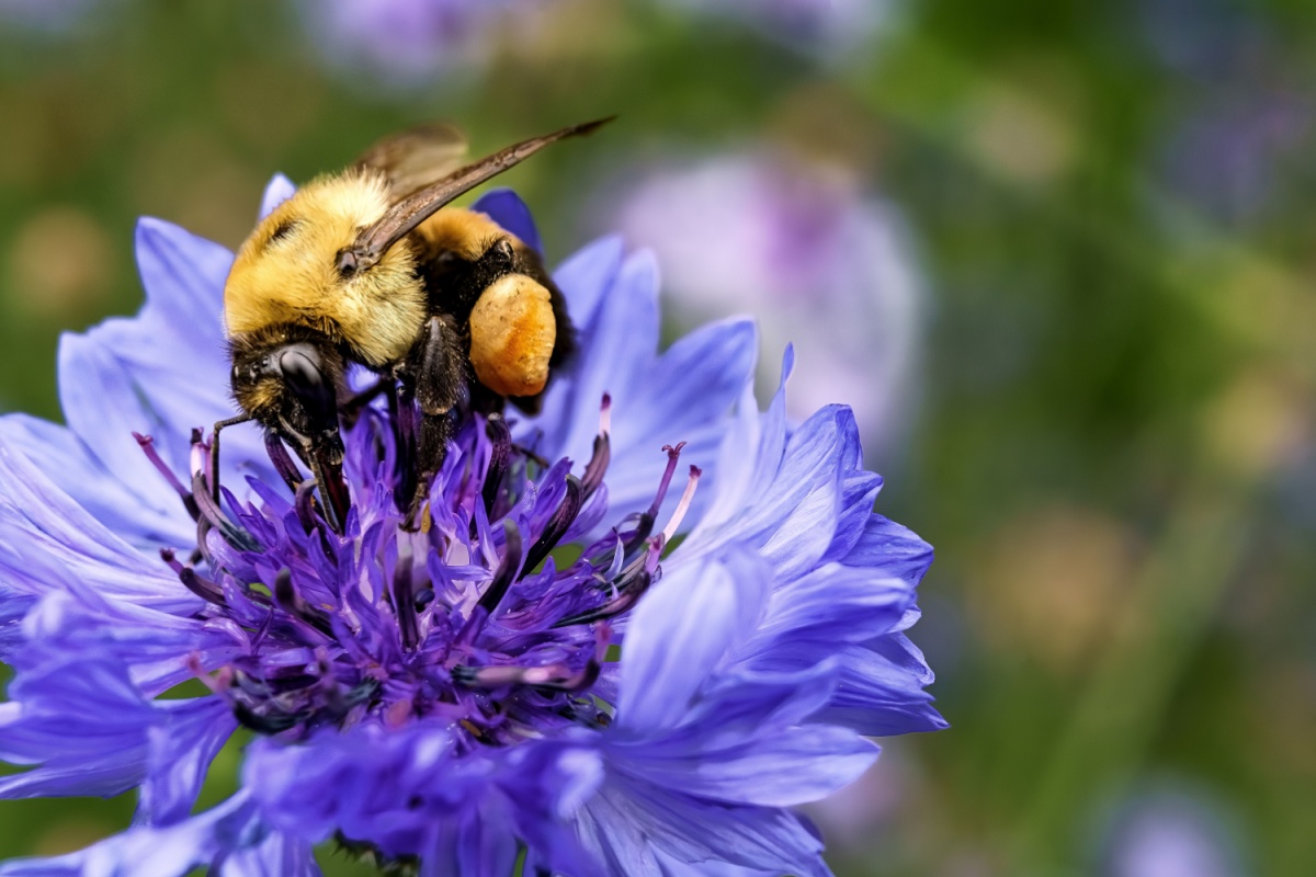 Fiordaliso: un fiore rustico dal fascino senza tempo