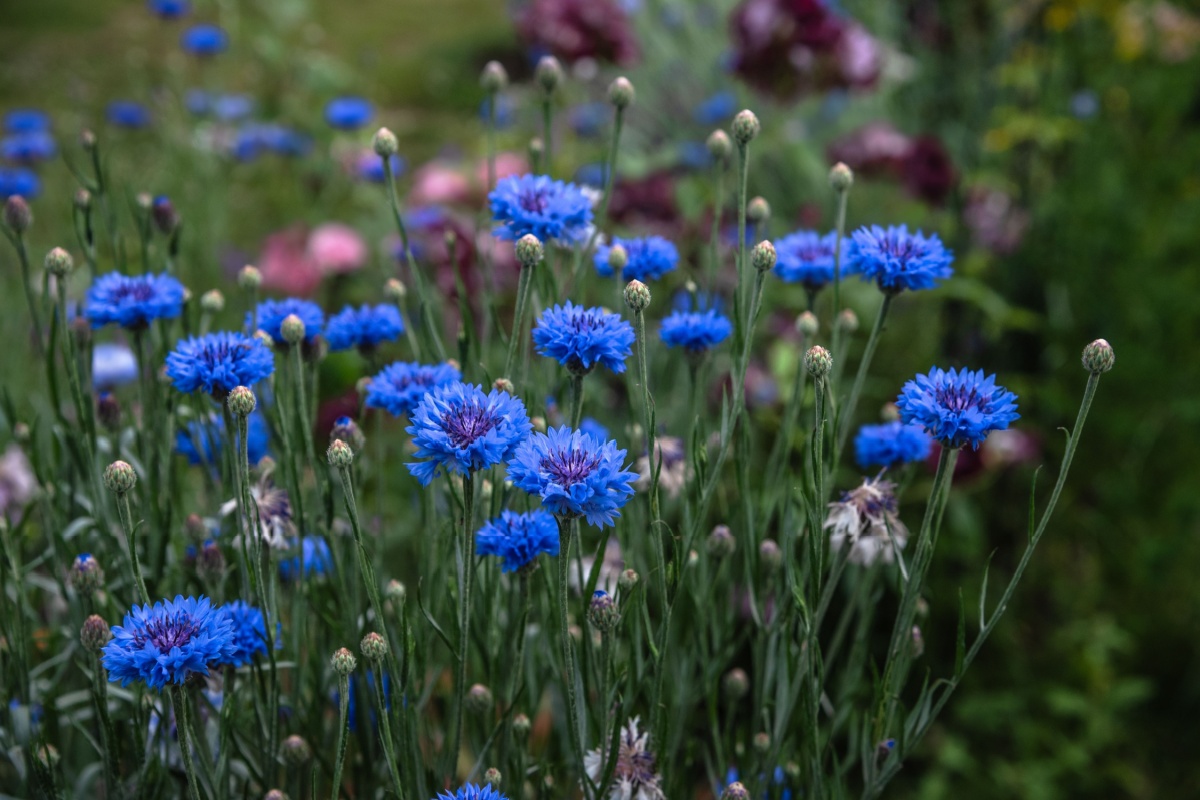 Fiordaliso: un fiore rustico dal fascino senza tempo