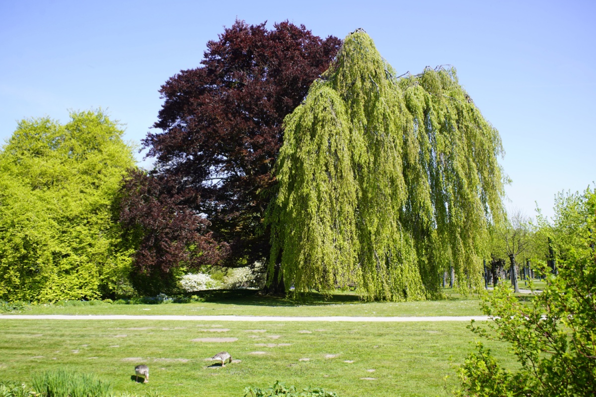 Il faggio: eleganza senza tempo per giardini e paesaggi naturali