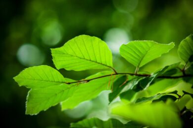 Il faggio: eleganza senza tempo per giardini e paesaggi naturali