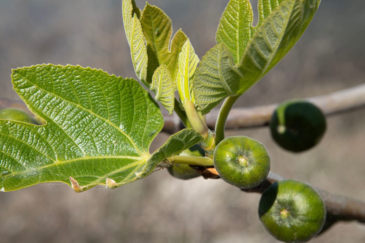 Fico comune: tutto ciò che devi sapere per coltivarlo con successo