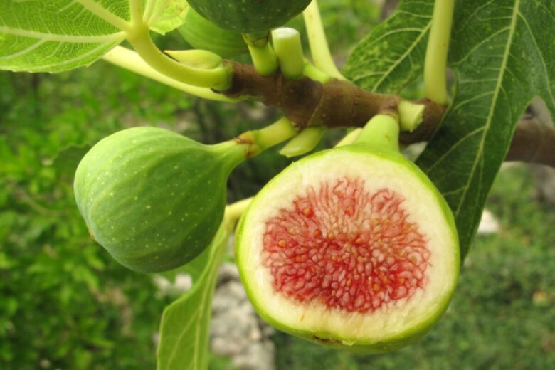 Fico comune: tutto ciò che devi sapere per coltivarlo con successo