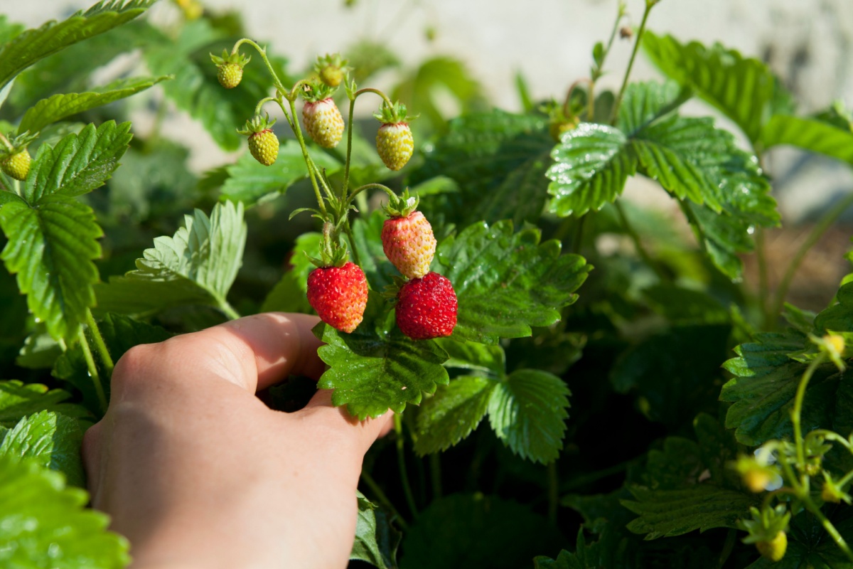 Fragola di bosco: una piccola pianta dal grande fascino