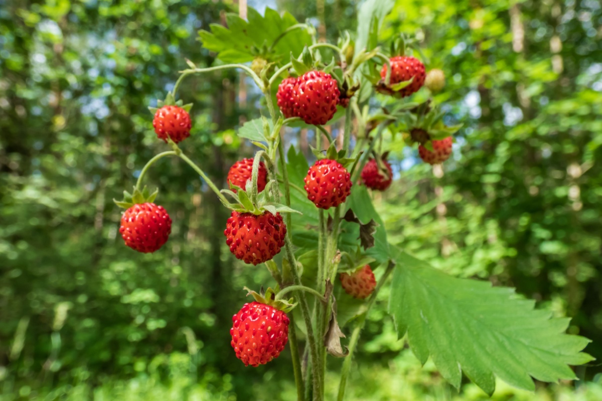 Fragola di bosco: una piccola pianta dal grande fascino